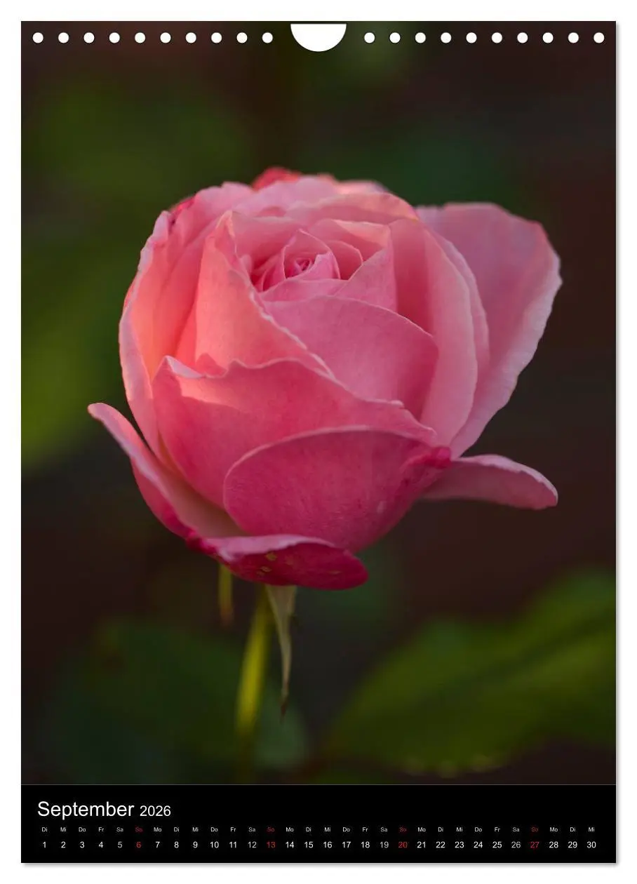 Bild: 9783516469066 | Zauberhafte Rosen (Wandkalender 2026 DIN A4 hoch), CALVENDO...