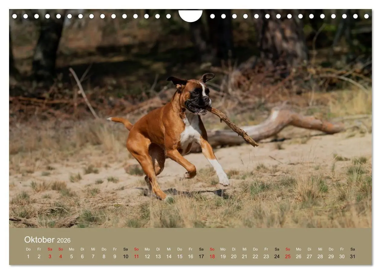 Bild: 9783516699166 | Boxer - charmante Herzensbrecher (Wandkalender 2026 DIN A4 quer),...
