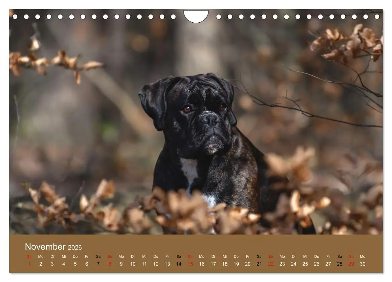 Bild: 9783516699166 | Boxer - charmante Herzensbrecher (Wandkalender 2026 DIN A4 quer),...