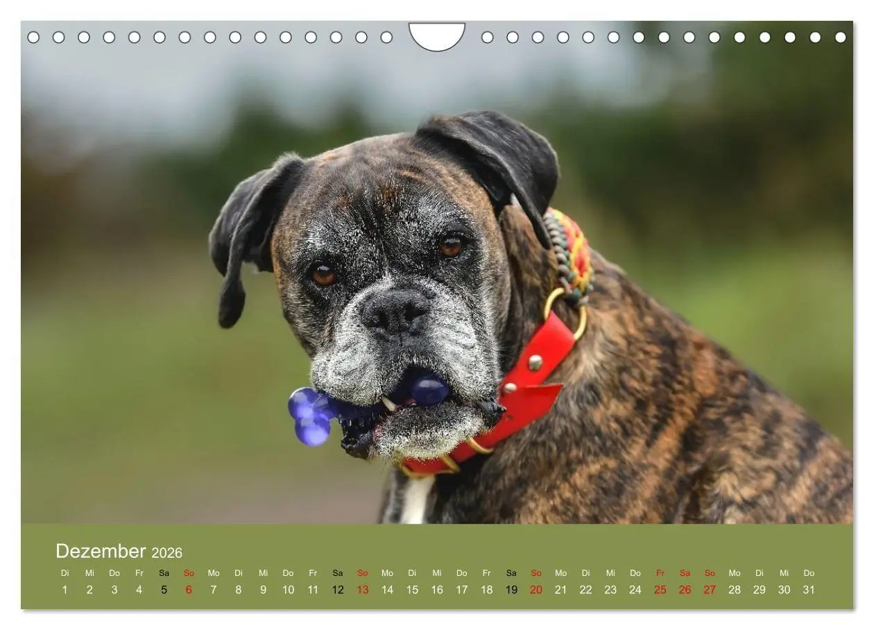 Bild: 9783516699166 | Boxer - charmante Herzensbrecher (Wandkalender 2026 DIN A4 quer),...
