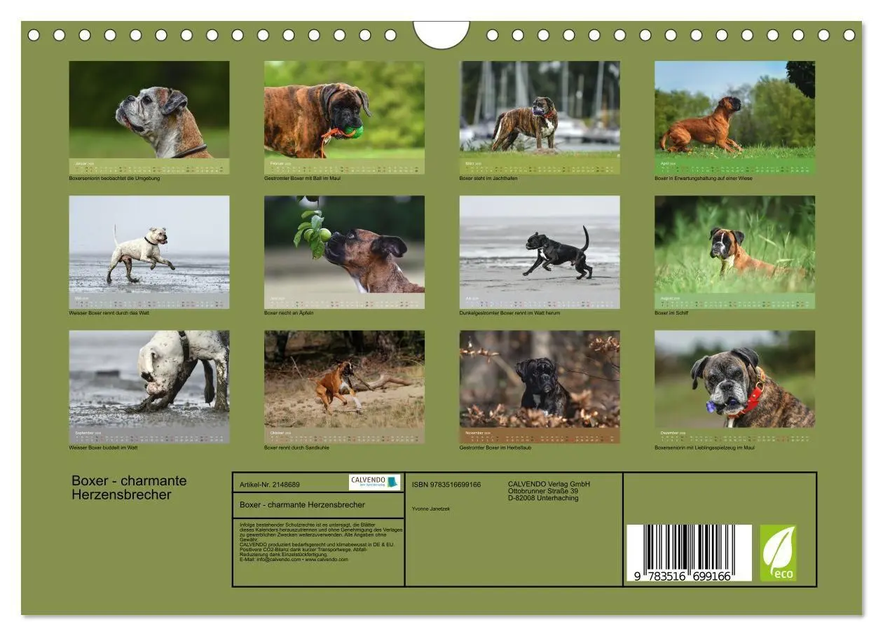 Bild: 9783516699166 | Boxer - charmante Herzensbrecher (Wandkalender 2026 DIN A4 quer),...