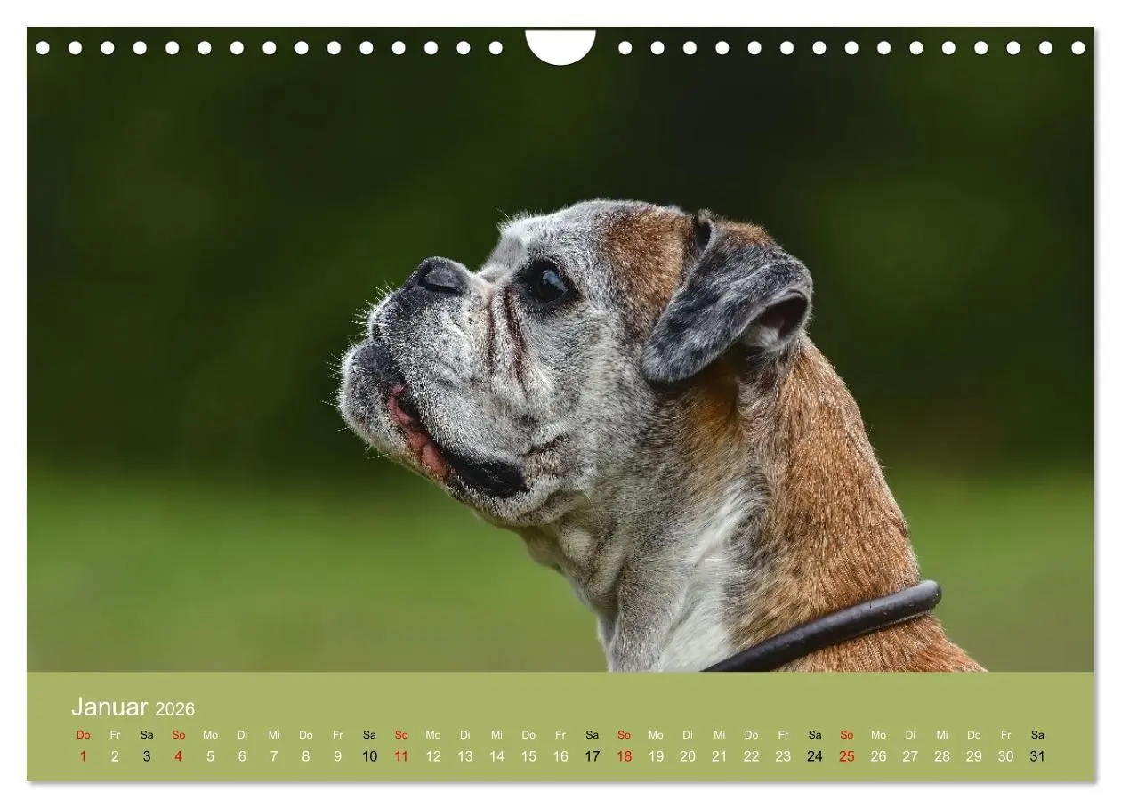 Bild: 9783516699166 | Boxer - charmante Herzensbrecher (Wandkalender 2026 DIN A4 quer),...