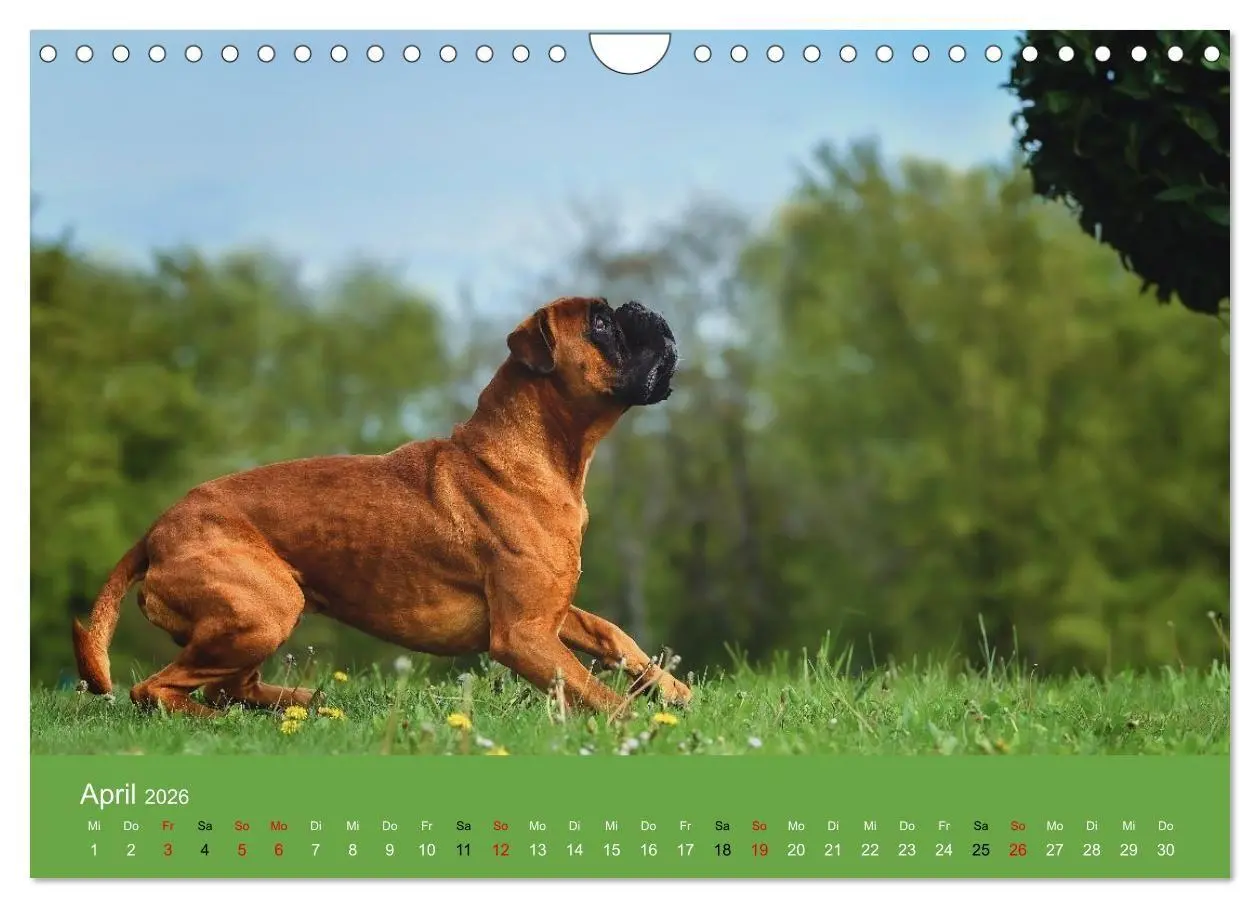 Bild: 9783516699166 | Boxer - charmante Herzensbrecher (Wandkalender 2026 DIN A4 quer),...