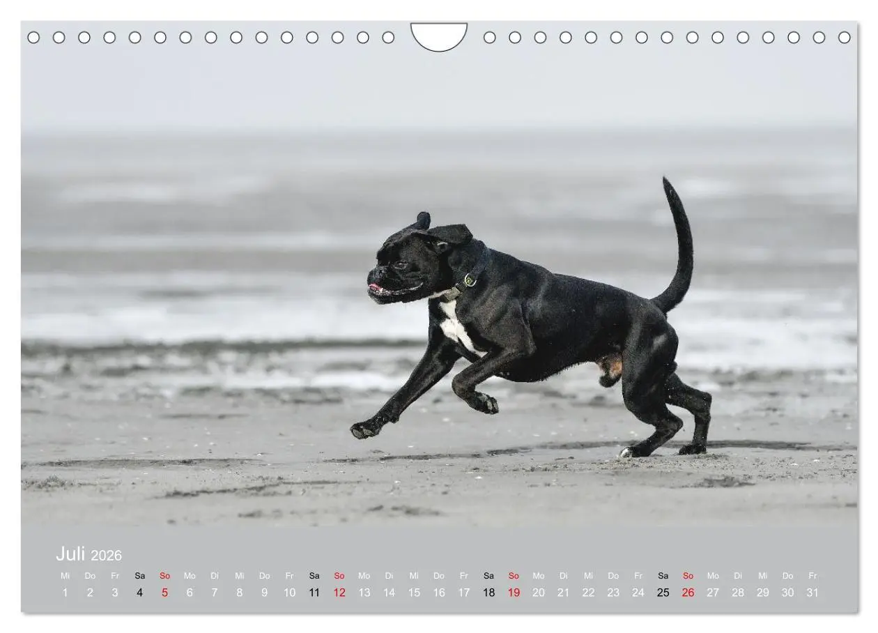 Bild: 9783516699166 | Boxer - charmante Herzensbrecher (Wandkalender 2026 DIN A4 quer),...