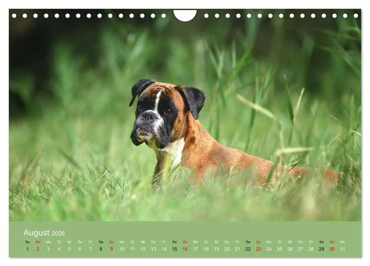 Bild: 9783516699166 | Boxer - charmante Herzensbrecher (Wandkalender 2026 DIN A4 quer),...