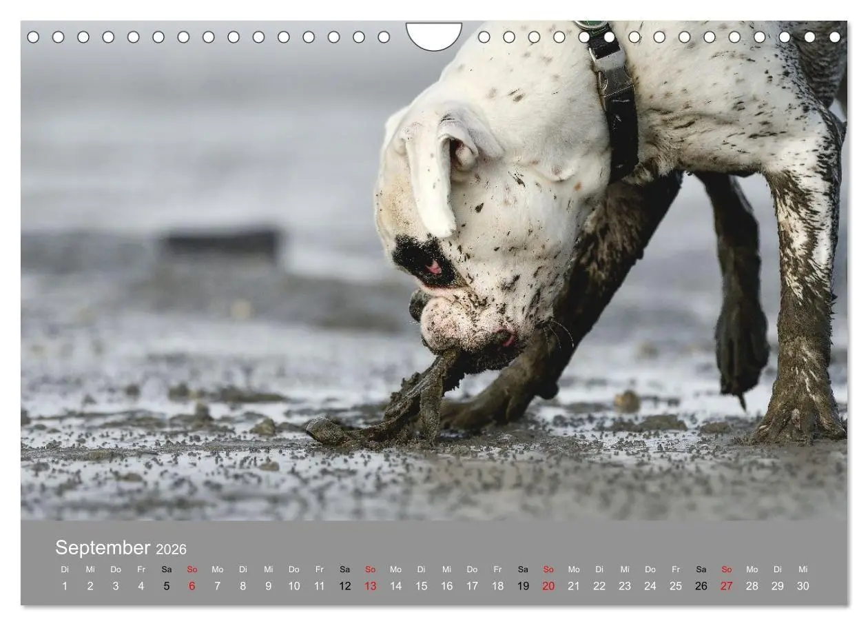 Bild: 9783516699166 | Boxer - charmante Herzensbrecher (Wandkalender 2026 DIN A4 quer),...