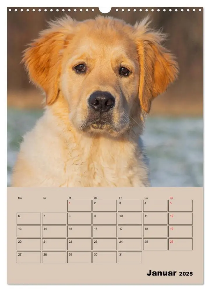 Bild: 9783435959266 | Jahresplaner Golden Retriever Welpen (Wandkalender 2025 DIN A3...