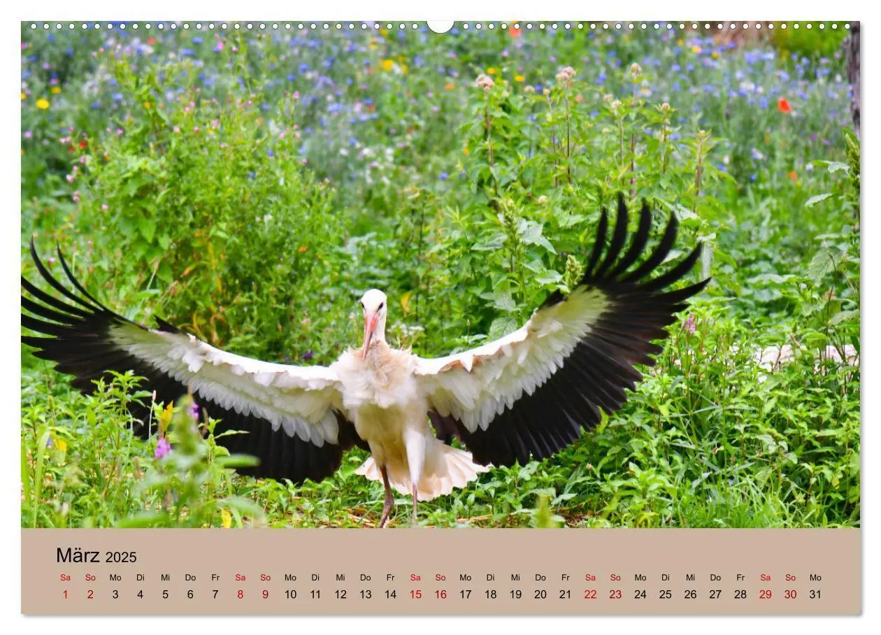 Bild: 9783435019366 | Der Storchenkalender (Wandkalender 2025 DIN A2 quer), CALVENDO...