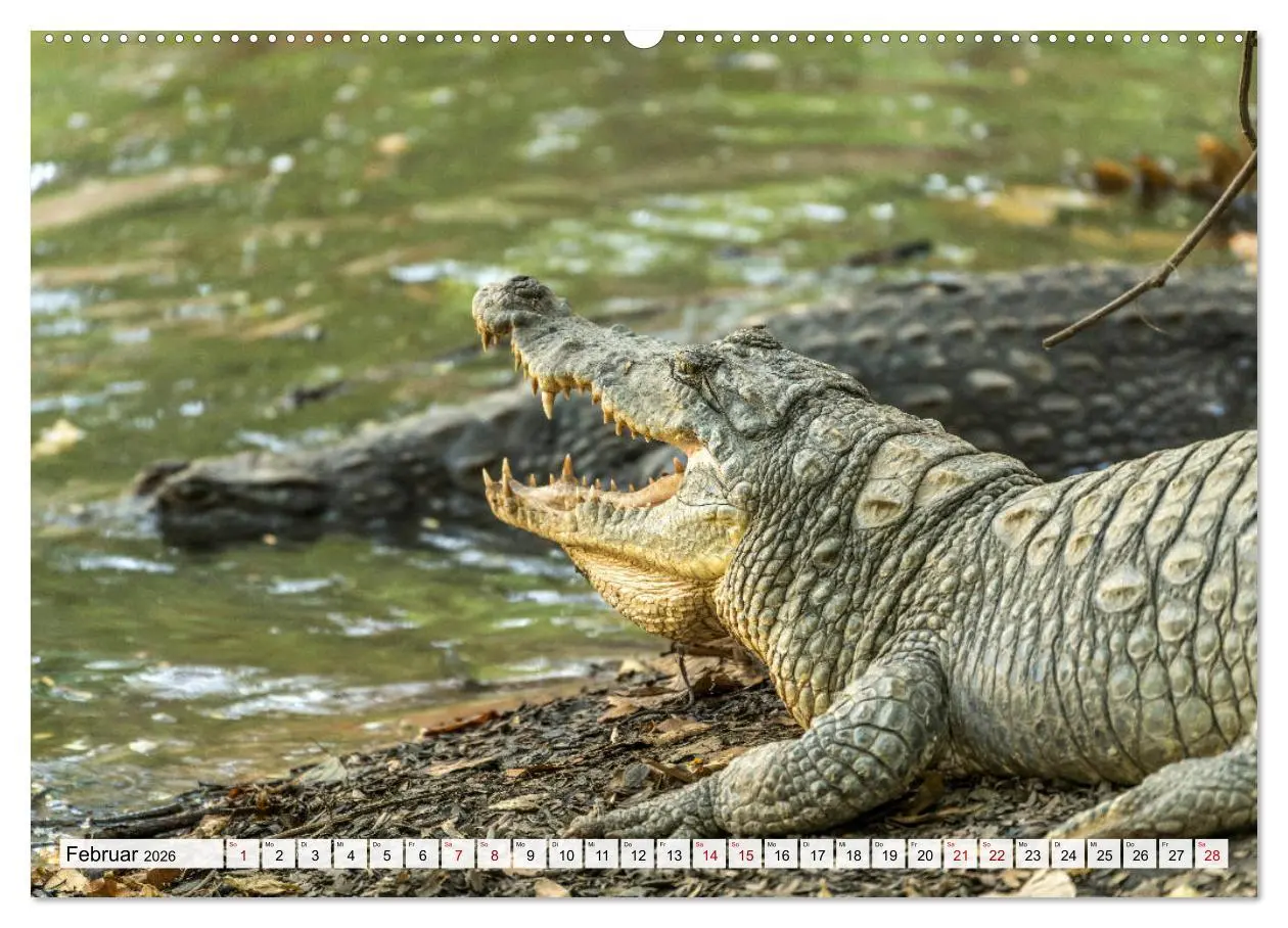 Bild: 9783457729366 | Westafrika - The Gambia (Wandkalender 2026 DIN A2 quer), CALVENDO...