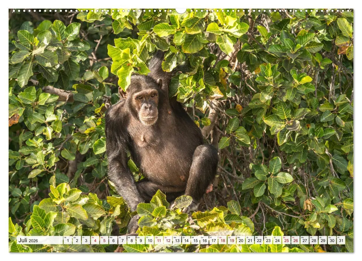 Bild: 9783457729366 | Westafrika - The Gambia (Wandkalender 2026 DIN A2 quer), CALVENDO...