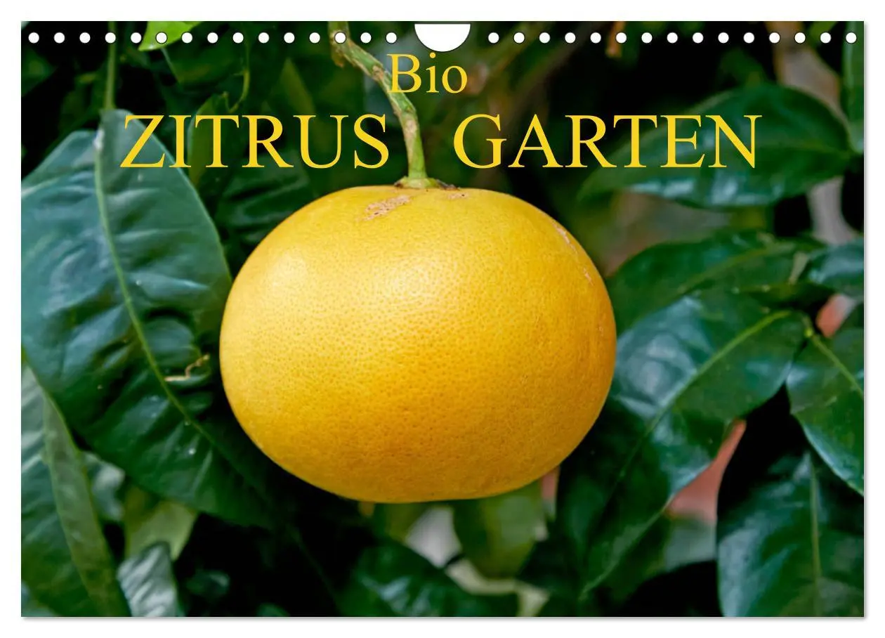 Cover: 9783457719466 | Bio Zitrus Garten (Wandkalender 2026 DIN A4 quer), CALVENDO...
