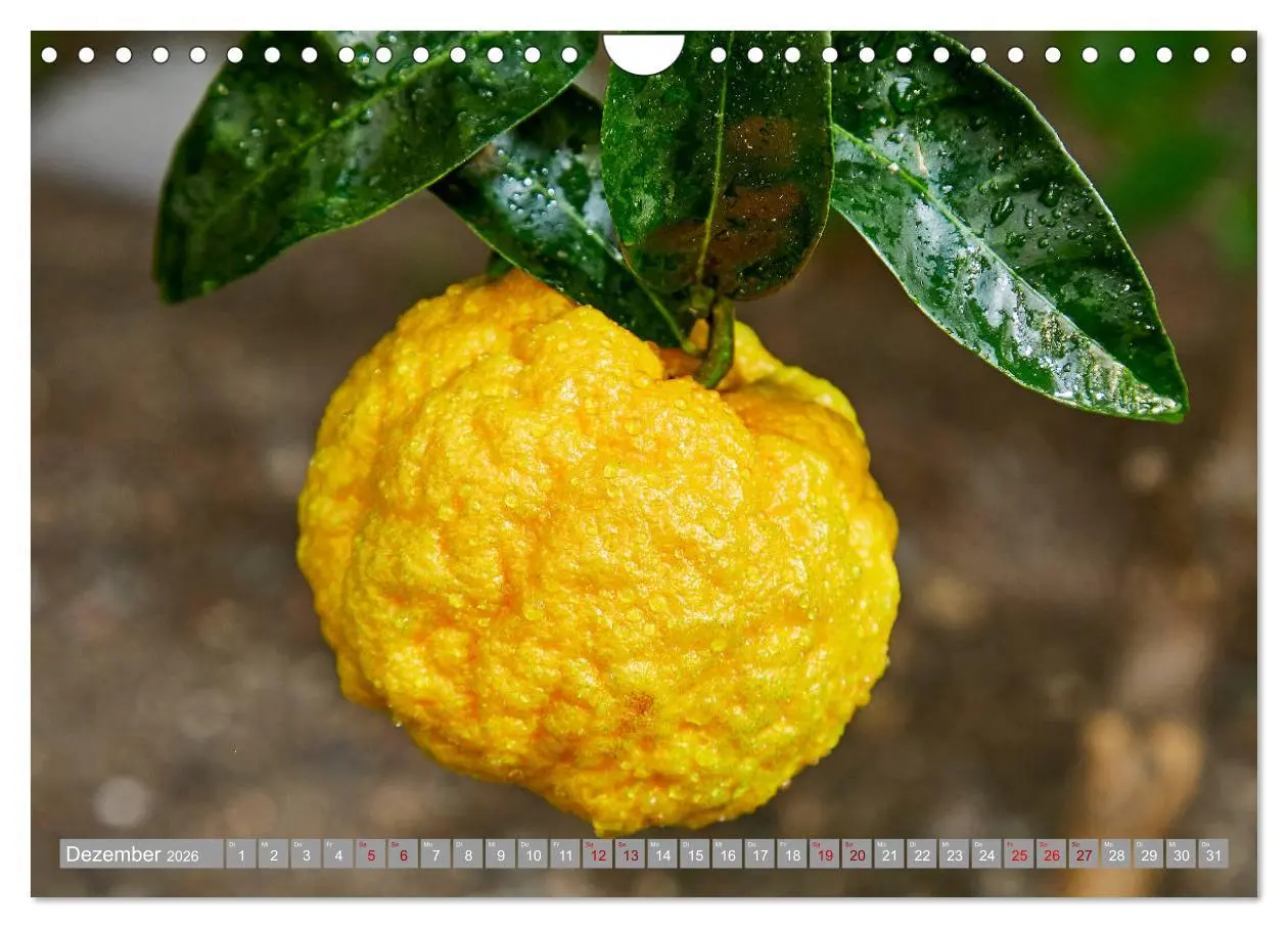 Bild: 9783457719466 | Bio Zitrus Garten (Wandkalender 2026 DIN A4 quer), CALVENDO...