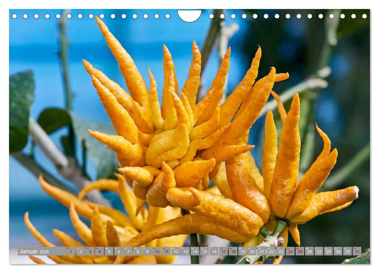 Bild: 9783457719466 | Bio Zitrus Garten (Wandkalender 2026 DIN A4 quer), CALVENDO...