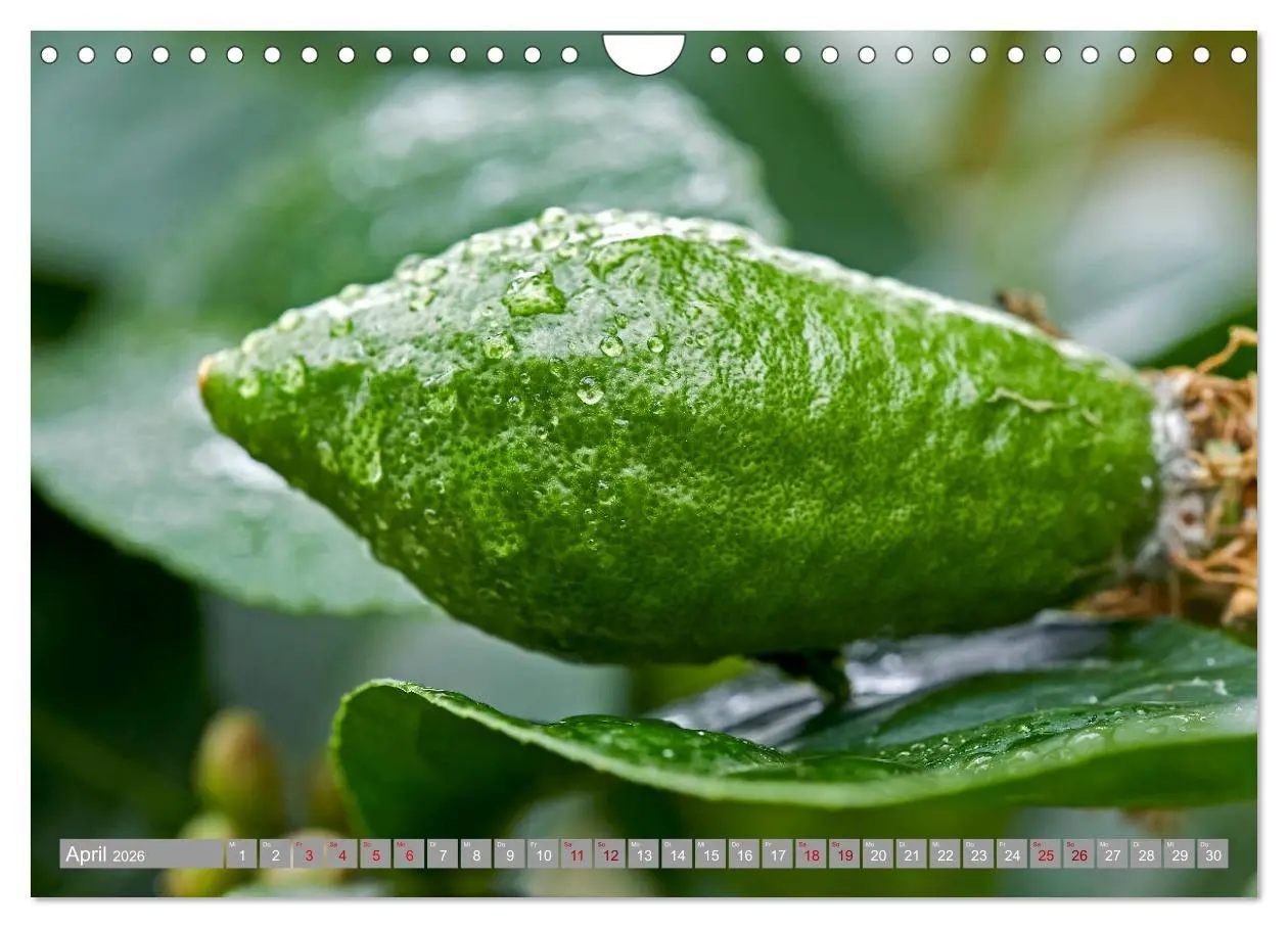 Bild: 9783457719466 | Bio Zitrus Garten (Wandkalender 2026 DIN A4 quer), CALVENDO...