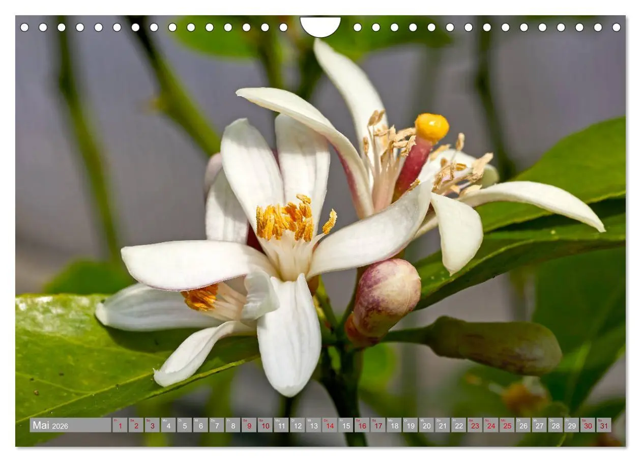 Bild: 9783457719466 | Bio Zitrus Garten (Wandkalender 2026 DIN A4 quer), CALVENDO...