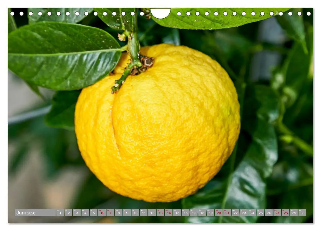 Bild: 9783457719466 | Bio Zitrus Garten (Wandkalender 2026 DIN A4 quer), CALVENDO...