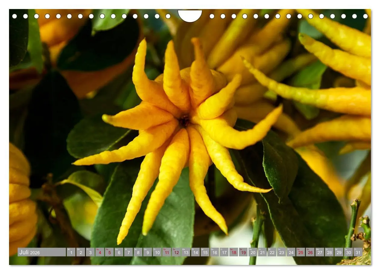 Bild: 9783457719466 | Bio Zitrus Garten (Wandkalender 2026 DIN A4 quer), CALVENDO...