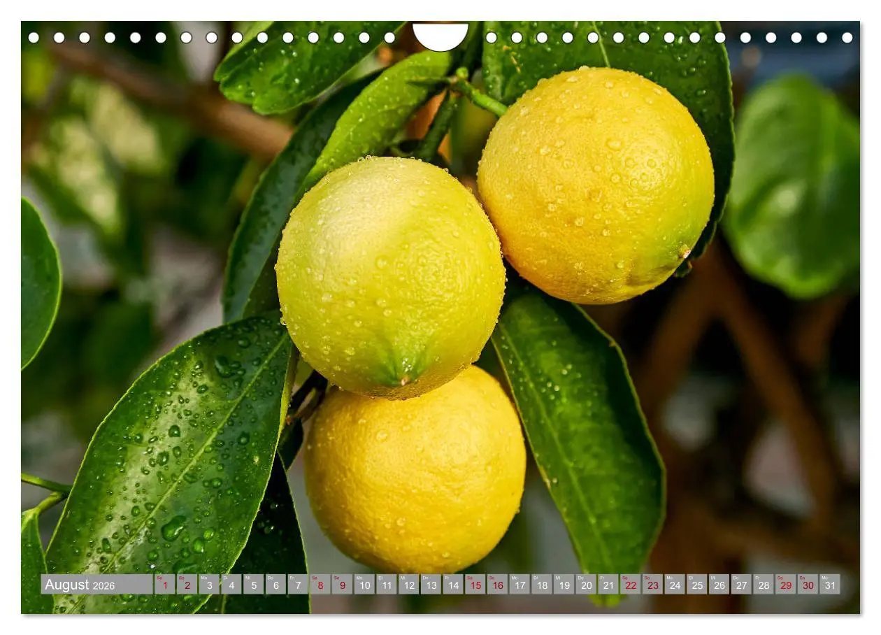 Bild: 9783457719466 | Bio Zitrus Garten (Wandkalender 2026 DIN A4 quer), CALVENDO...