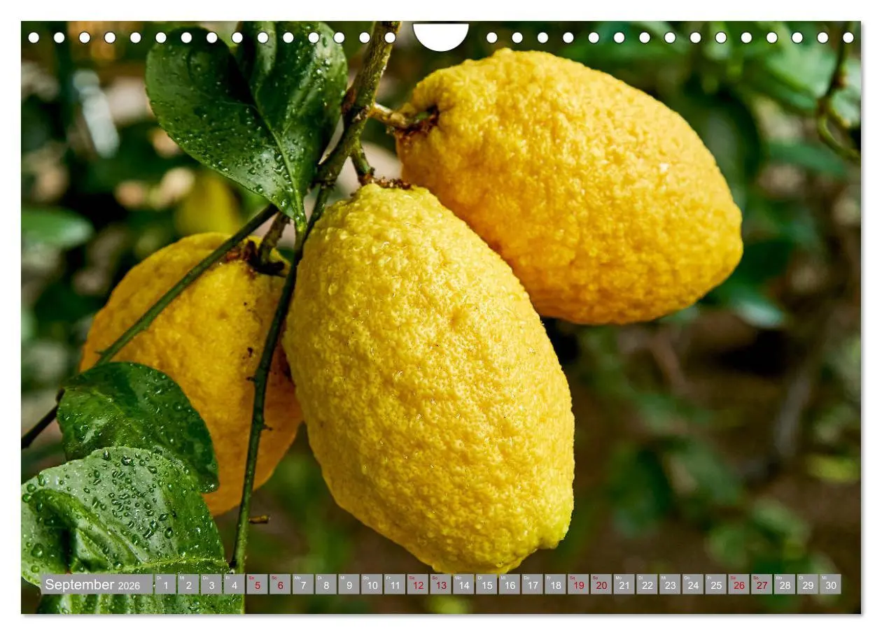 Bild: 9783457719466 | Bio Zitrus Garten (Wandkalender 2026 DIN A4 quer), CALVENDO...