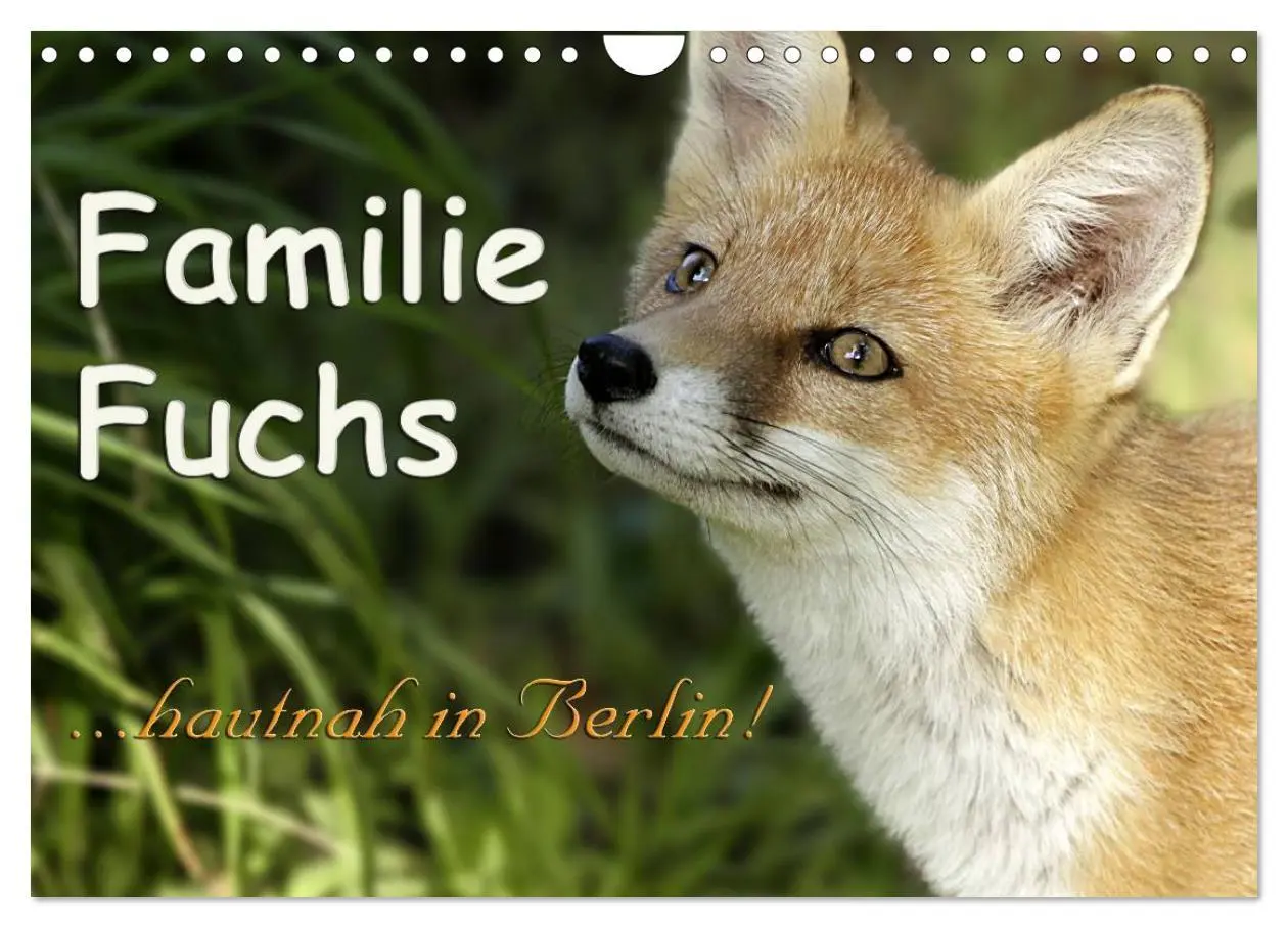 Cover: 9783457949566 | Familie Fuchs hautnah in Berlin (Wandkalender 2026 DIN A4 quer),...