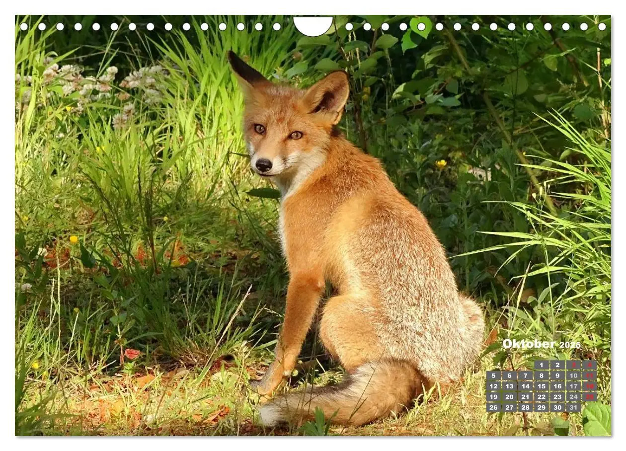 Bild: 9783457949566 | Familie Fuchs hautnah in Berlin (Wandkalender 2026 DIN A4 quer),...