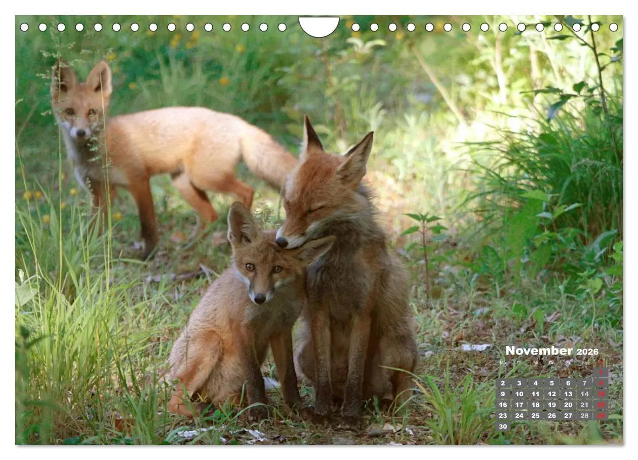 Bild: 9783457949566 | Familie Fuchs hautnah in Berlin (Wandkalender 2026 DIN A4 quer),...