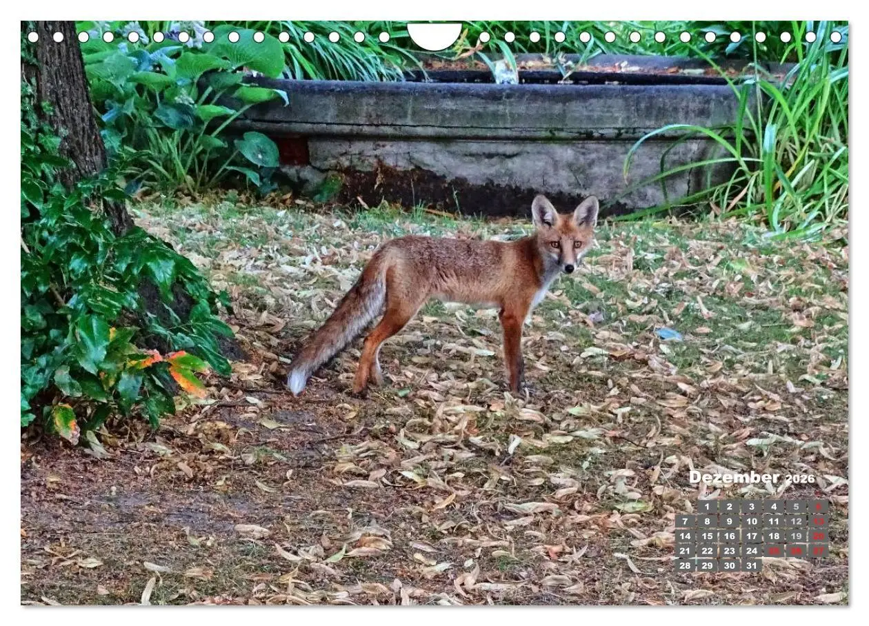 Bild: 9783457949566 | Familie Fuchs hautnah in Berlin (Wandkalender 2026 DIN A4 quer),...