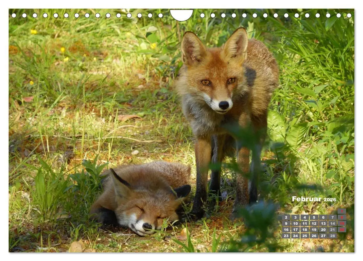 Bild: 9783457949566 | Familie Fuchs hautnah in Berlin (Wandkalender 2026 DIN A4 quer),...