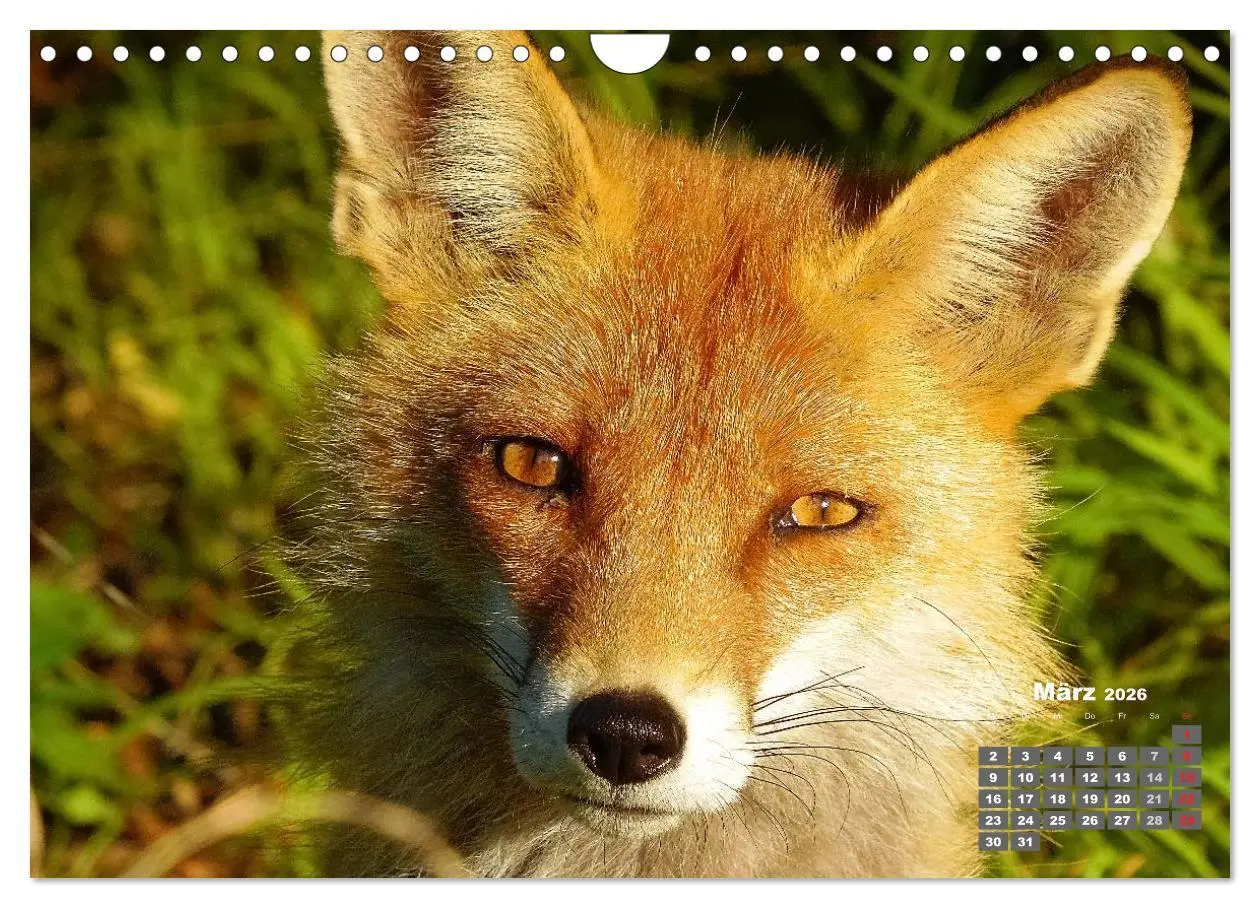 Bild: 9783457949566 | Familie Fuchs hautnah in Berlin (Wandkalender 2026 DIN A4 quer),...