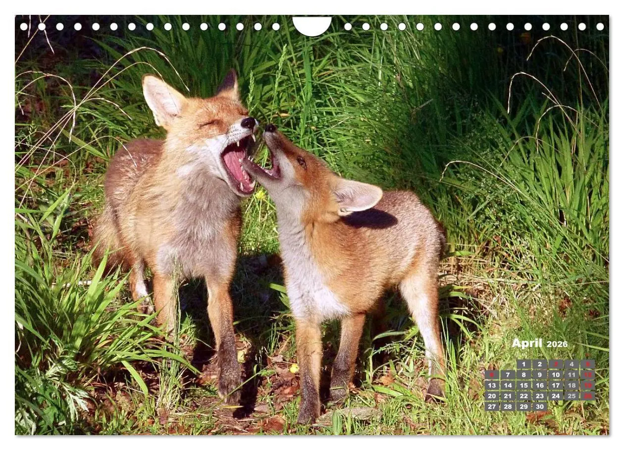 Bild: 9783457949566 | Familie Fuchs hautnah in Berlin (Wandkalender 2026 DIN A4 quer),...