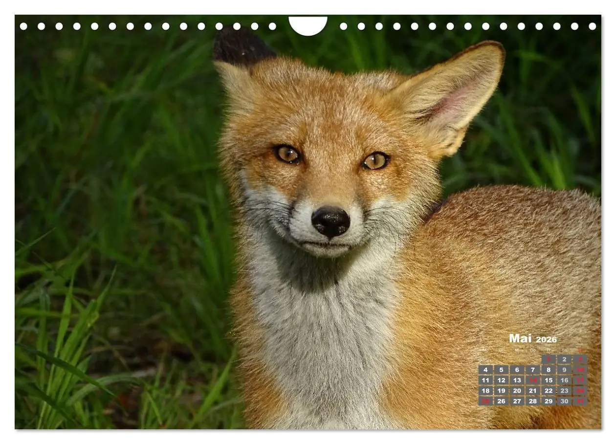 Bild: 9783457949566 | Familie Fuchs hautnah in Berlin (Wandkalender 2026 DIN A4 quer),...