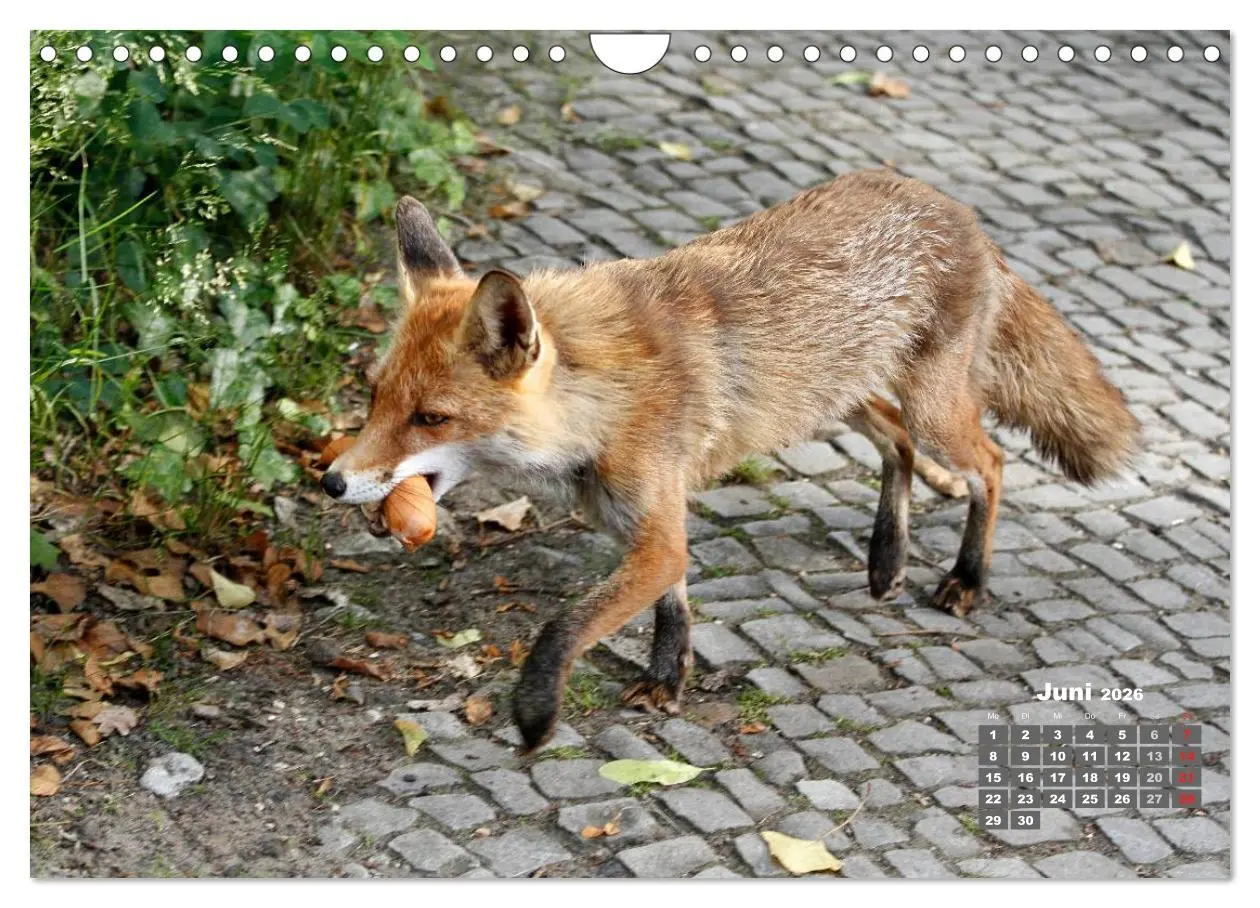 Bild: 9783457949566 | Familie Fuchs hautnah in Berlin (Wandkalender 2026 DIN A4 quer),...