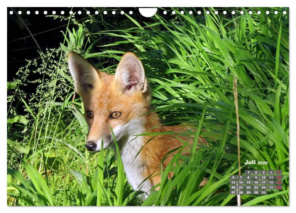 Bild: 9783457949566 | Familie Fuchs hautnah in Berlin (Wandkalender 2026 DIN A4 quer),...