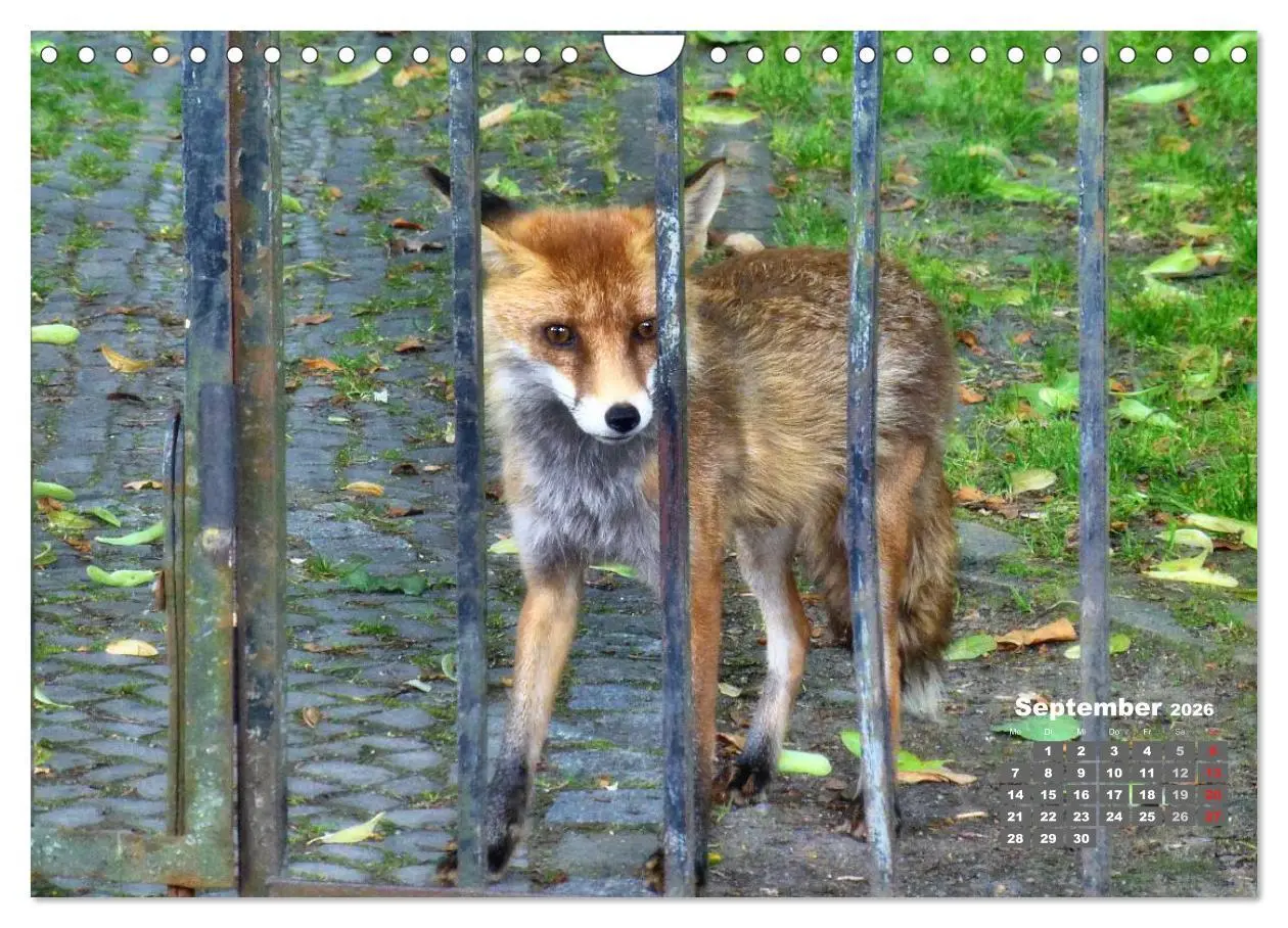 Bild: 9783457949566 | Familie Fuchs hautnah in Berlin (Wandkalender 2026 DIN A4 quer),...