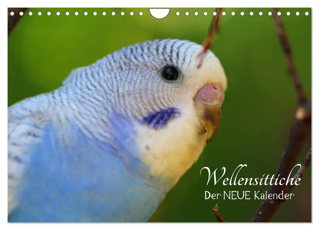 Cover: 9783457939666 | Wellensittiche - der NEUE Kalender (Wandkalender 2026 DIN A4 quer),...