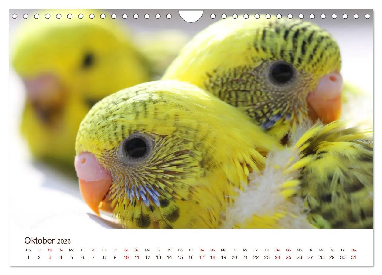 Bild: 9783457939666 | Wellensittiche - der NEUE Kalender (Wandkalender 2026 DIN A4 quer),...