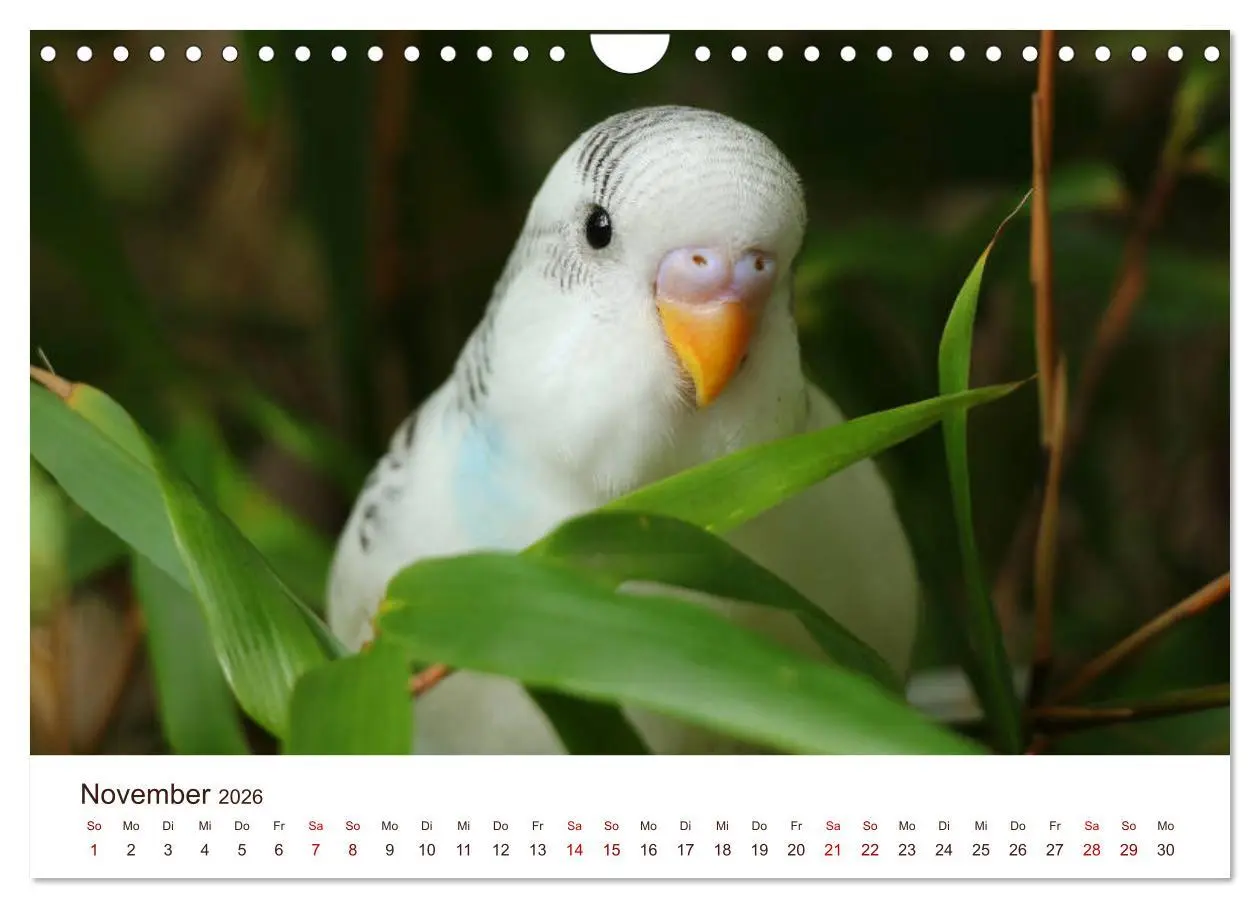 Bild: 9783457939666 | Wellensittiche - der NEUE Kalender (Wandkalender 2026 DIN A4 quer),...