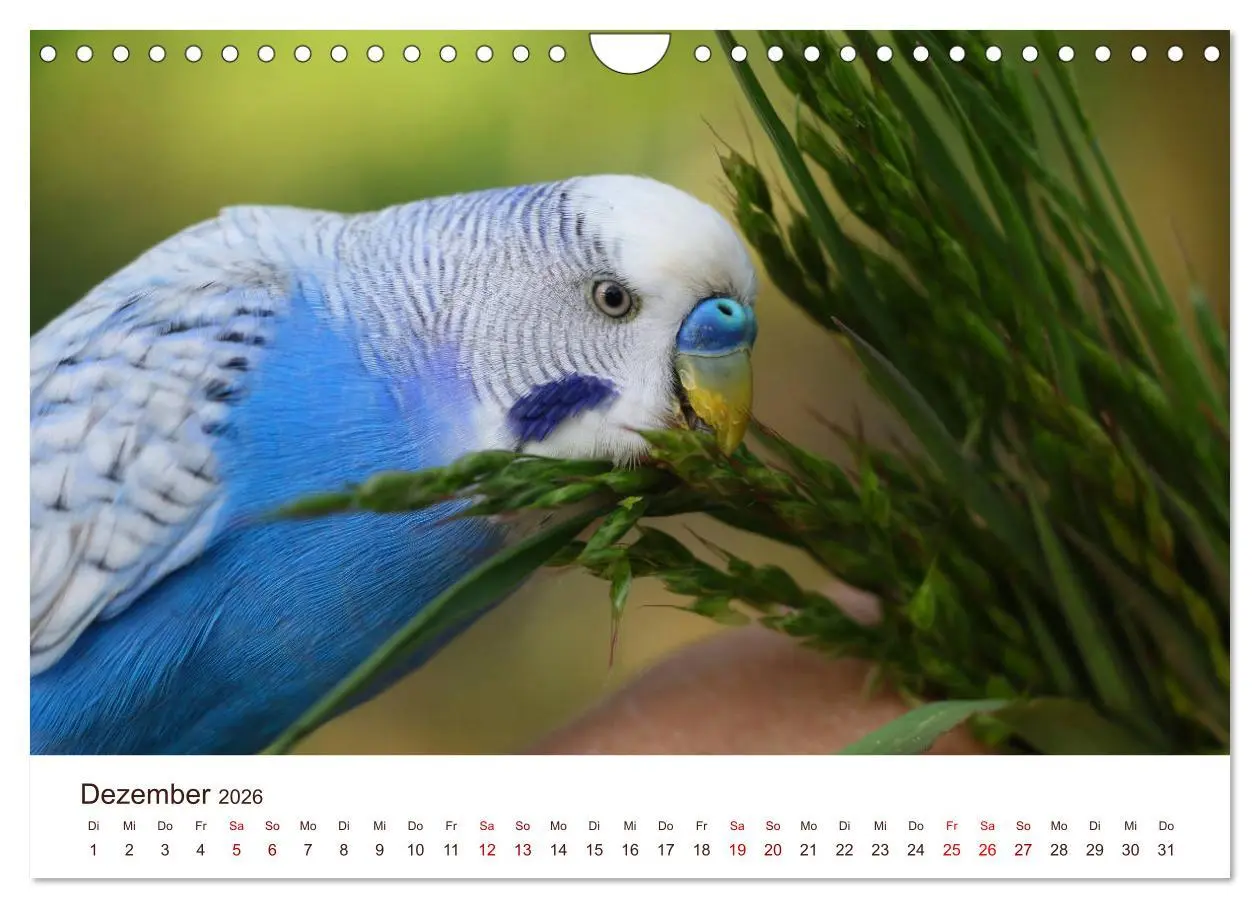 Bild: 9783457939666 | Wellensittiche - der NEUE Kalender (Wandkalender 2026 DIN A4 quer),...