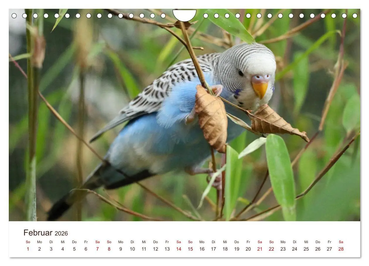 Bild: 9783457939666 | Wellensittiche - der NEUE Kalender (Wandkalender 2026 DIN A4 quer),...
