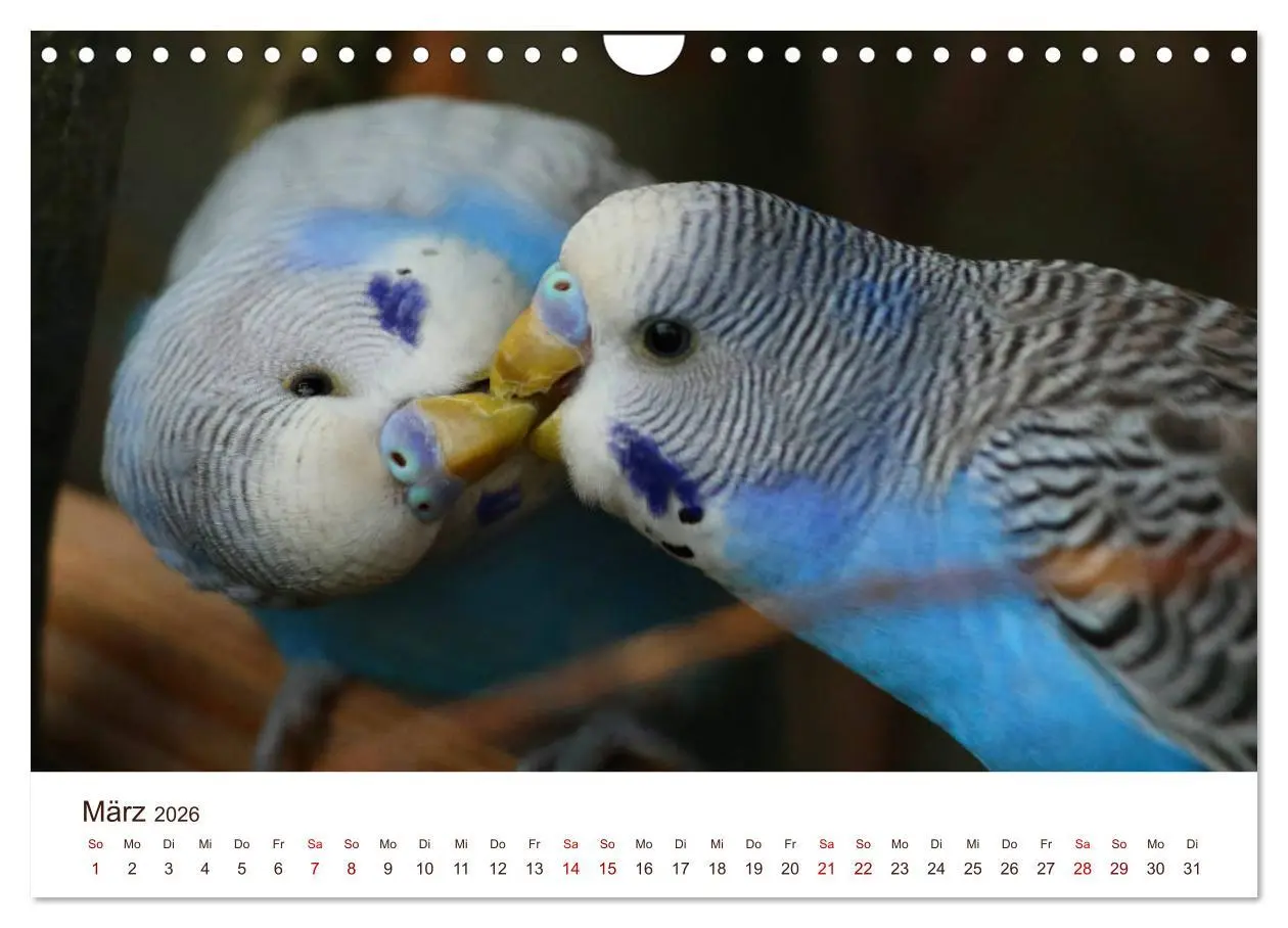 Bild: 9783457939666 | Wellensittiche - der NEUE Kalender (Wandkalender 2026 DIN A4 quer),...