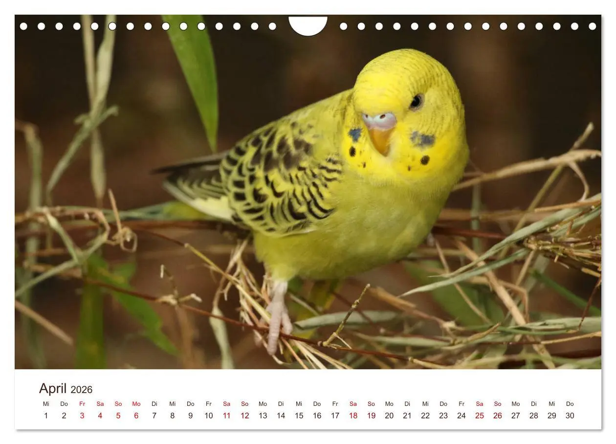 Bild: 9783457939666 | Wellensittiche - der NEUE Kalender (Wandkalender 2026 DIN A4 quer),...