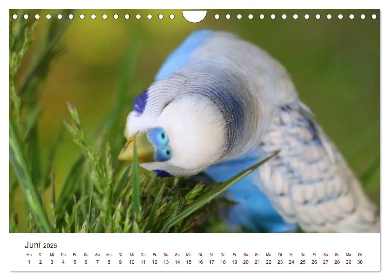 Bild: 9783457939666 | Wellensittiche - der NEUE Kalender (Wandkalender 2026 DIN A4 quer),...