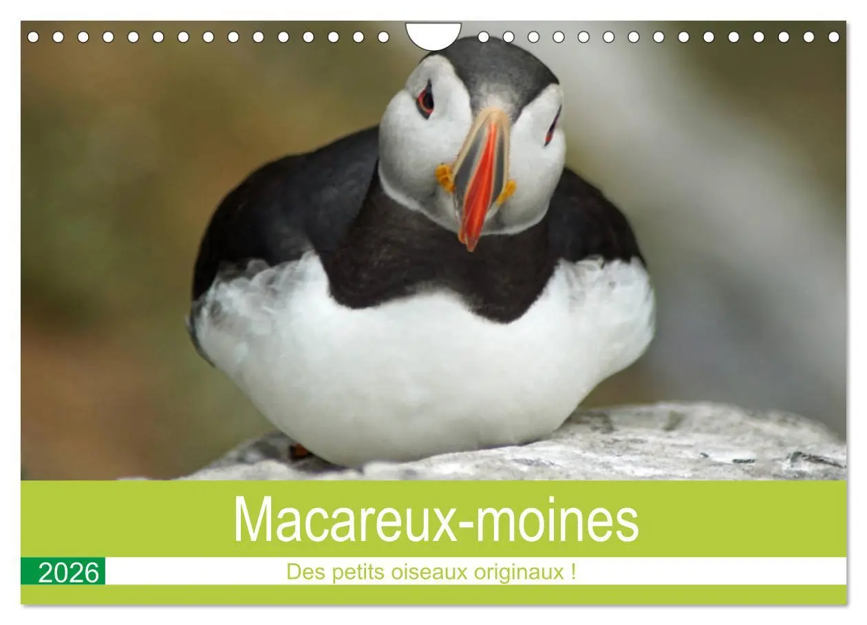 Cover: 9783516559866 | Macareux-moines Des petits oiseaux originaux! (Calendrier mural...