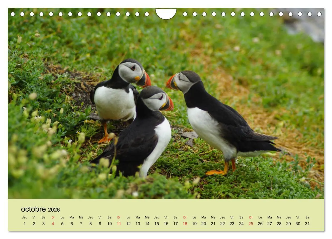 Bild: 9783516559866 | Macareux-moines Des petits oiseaux originaux! (Calendrier mural...