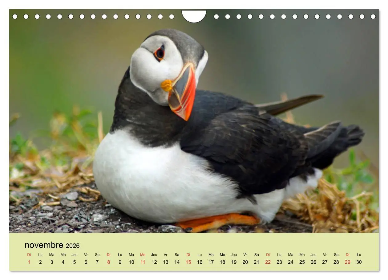Bild: 9783516559866 | Macareux-moines Des petits oiseaux originaux! (Calendrier mural...