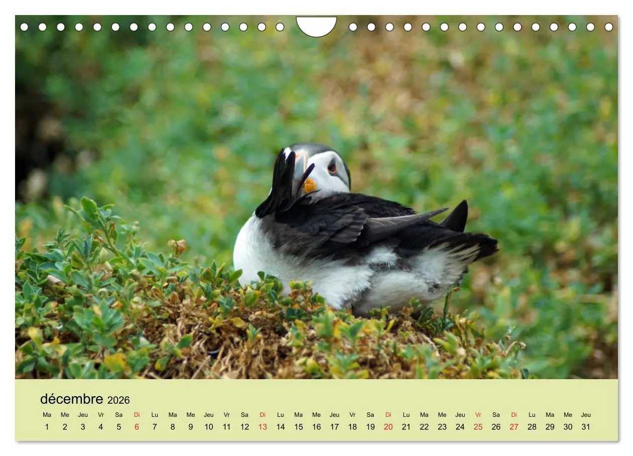 Bild: 9783516559866 | Macareux-moines Des petits oiseaux originaux! (Calendrier mural...