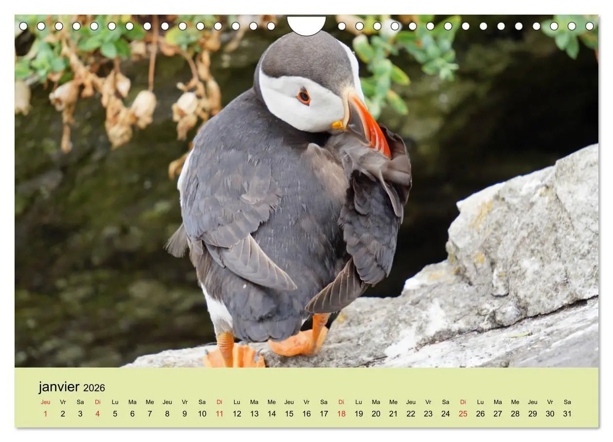 Bild: 9783516559866 | Macareux-moines Des petits oiseaux originaux! (Calendrier mural...