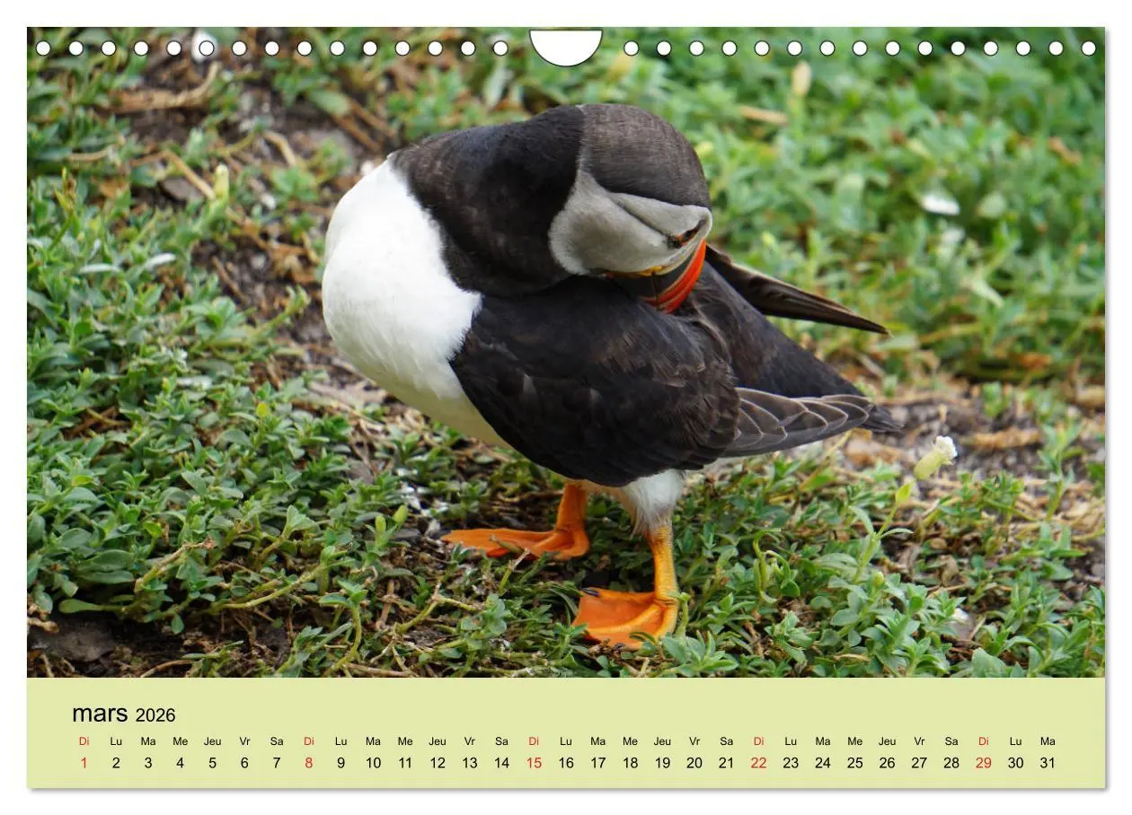 Bild: 9783516559866 | Macareux-moines Des petits oiseaux originaux! (Calendrier mural...