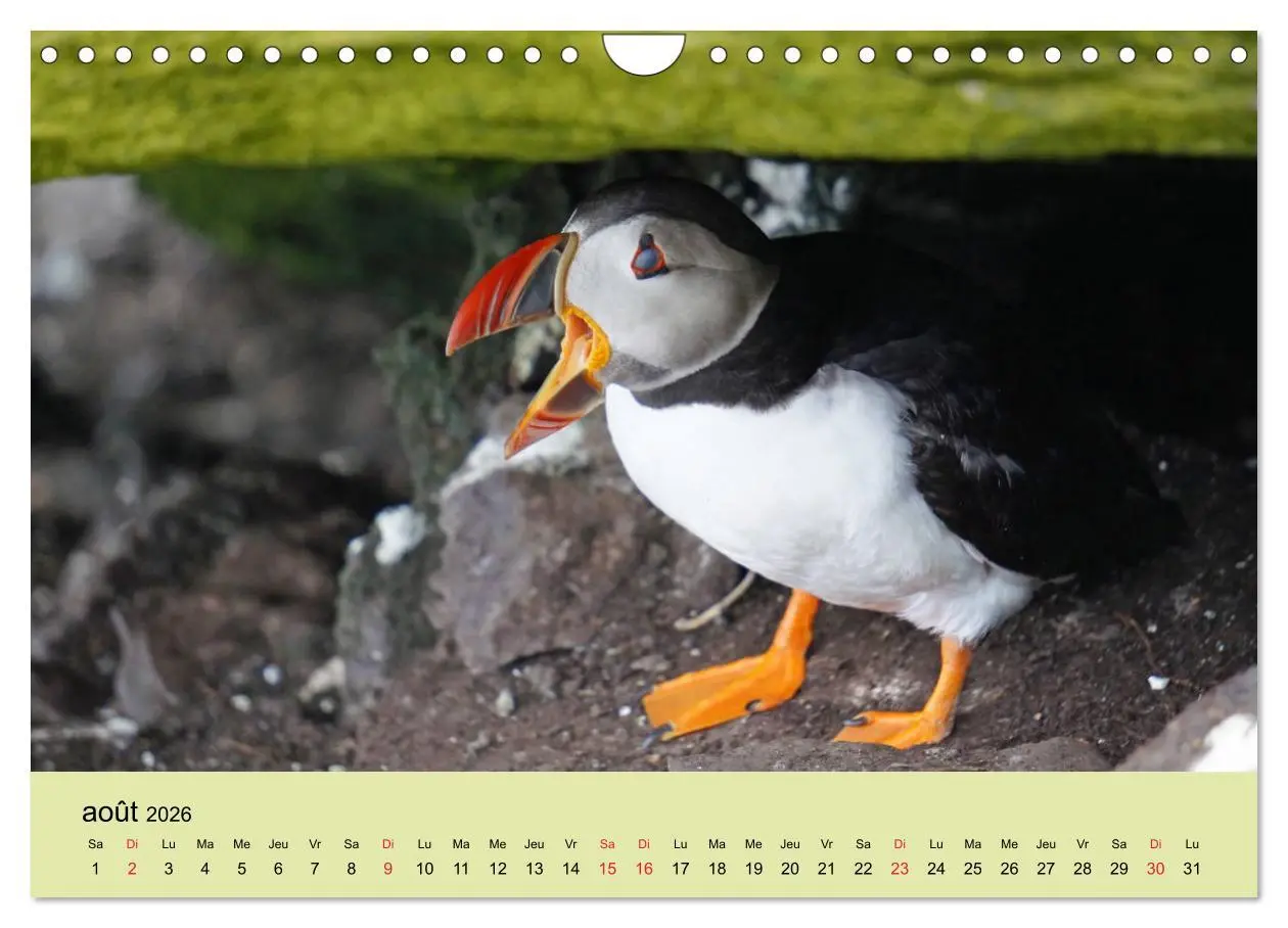 Bild: 9783516559866 | Macareux-moines Des petits oiseaux originaux! (Calendrier mural...