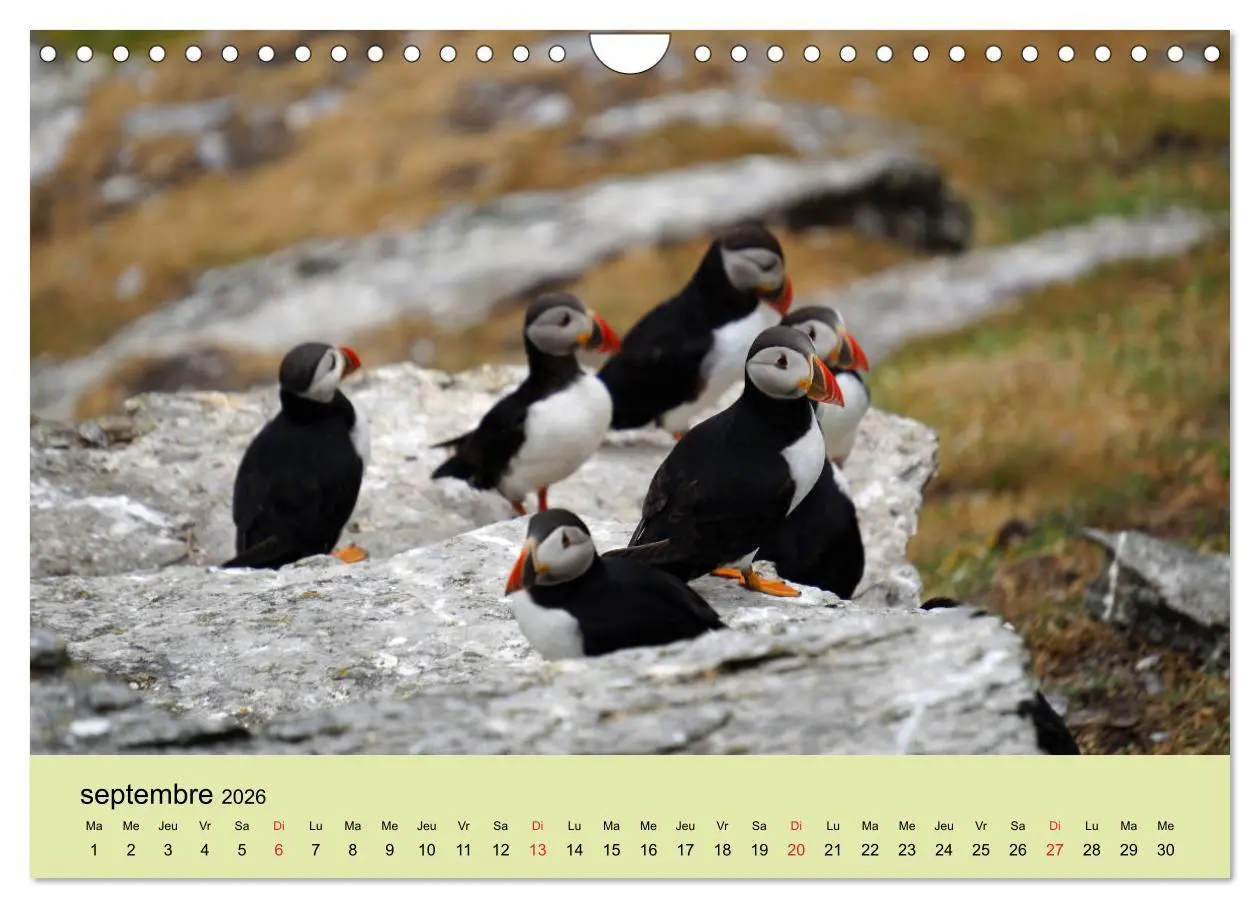 Bild: 9783516559866 | Macareux-moines Des petits oiseaux originaux! (Calendrier mural...